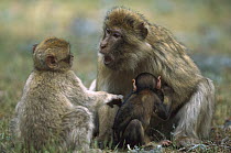 Barbary Macaque (Macaca sylvanus) mother with infant reprimanding her older child, Morocco