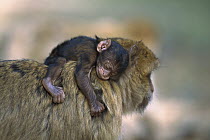 Barbary Macaque (Macaca sylvanus) resting infant carried on its mother's back, Morocco