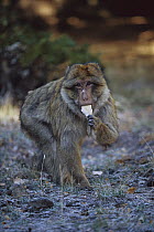 Barbary Macaque (Macaca sylvanus) sucking a frozen leaf, Morocco