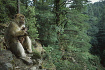 Barbary Macaque (Macaca sylvanus) adult female holding her infant, spring, Middle Atlas Mountains, Morocco