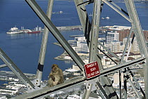 Barbary Macaque (Macaca sylvanus) in an urban area sitting on a pylon near warning sign, Gibraltar