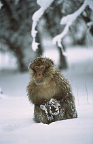 Barbary Macaque (Macaca sylvanus) male in snow, Middle Atlas Mountains, Morocco