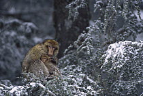 Barbary Macaque (Macaca sylvanus) male with infant in snow-covered tree, winter, Middle Atlas Mountains, Morocco