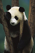 Giant Panda (Ailuropoda melanoleuca) portrait of a young Panda in a tree, China Conservation and Research Center for the Giant Panda, Wolong Nature Reserve, China