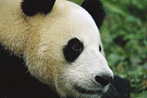Giant Panda (Ailuropoda melanoleuca) close-up portrait, China Conservation and Research Center for the Giant Panda, Wolong Nature Reserve, China
