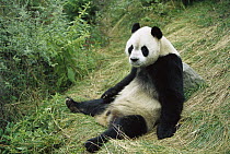 Giant Panda (Ailuropoda melanoleuca) sitting on ground, China Conservation and Research Center for the Giant Panda, Wolong Nature Reserve, China