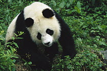 Giant Panda (Ailuropoda melanoleuca), China Conservation and Research Center for the Giant Panda, Wolong Nature Reserve, China