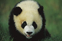 Giant Panda (Ailuropoda melanoleuca) portrait of a year old cub, Chengdu Panda Breeding and Research Center, Sichuan, China