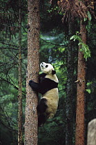Giant Panda (Ailuropoda melanoleuca) climbing a tree, China Conservation and Research Center for the Giant Panda, Wolong Nature Reserve, China