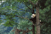 Giant Panda (Ailuropoda melanoleuca) in a tree, China Conservation and Research Center for the Giant Panda, Wolong Nature Reserve, China