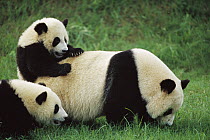 Giant Panda (Ailuropoda melanoleuca) female with year old cubs playing, Chengdu Panda Breeding Research Center, China