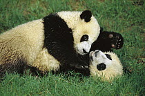 Giant Panda (Ailuropoda melanoleuca) two cubs playing, Chengdu Panda Breeding Research Center, China