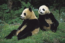 Giant Panda (Ailuropoda melanoleuca) two cubs sitting, Chengdu Panda Breeding Research Center, China