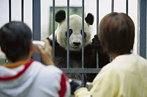 Giant Panda (Ailuropoda melanoleuca) being observed and photographed by tourists, China Conservation and Research Center for the Giant Panda, Wolong Nature Reserve, China