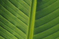 Banana (Musa sp) close up of leaf with water droplets, Rwanda