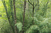 Bamboo (Dendrocalamus sp) forest, Wolong Nature Reserve, Sichuan, China