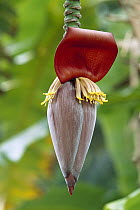 Banana (Musa sp) flower, Democratic Republic of the Congo