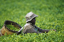 Worker harvesting tea leaves, Rwanda