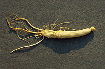 Ginseng (Panax sp) root, China