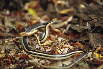 Malagasy Striped Snake (Dromicodryas bernieri) in an aggressive posture against another snake, southern Madagascar