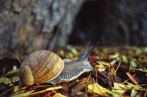 Giant African Land Snail (Achatina fulica), southern Madagascar