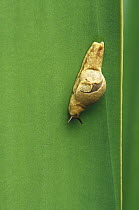 African Snail on leaf, Rwanda