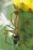 Spider eating a Bee, southern Madagascar