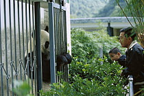 Giant Panda (Ailuropoda melanoleuca) observed by visitors, Beijing Zoo, China