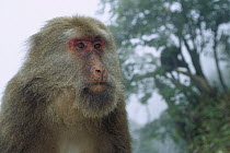 Tibetan Macaque (Macaca thibetana) female, Emei Mountain, Sichuan, China
