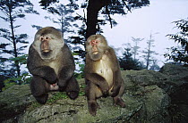 Tibetan Macaque (Macaca thibetana) male and female, Emei Mountain, Sichuan, China