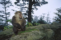 Tibetan Macaque (Macaca thibetana) male, Emei Mountain, Sichuan, China