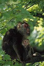 Tibetan Macaque (Macaca thibetana) female nursing her infant, Emei Mountain, Sichuan, China