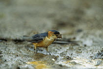 Red-rumped Swallow (Cecropis daurica) collecting mud to build a nest, Rwanda