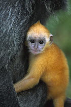 Silvered Leaf Monkey (Trachypithecus cristatus) baby clinging to its mother, young are born orange and become grey as they mature, Kuala Selangor Reserve, Malaysia