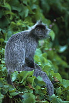 Silvered Leaf Monkey (Trachypithecus cristatus), Kuala Selangor Reserve, Malaysia