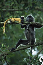 Silvered Leaf Monkey (Trachypithecus cristatus) adult female and baby, young are born orange and become grey, Kuala Selangor Reserve, Malaysia