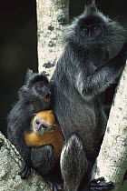 Silvered Leaf Monkey (Trachypithecus cristatus) female and her two young in a tree, young are born orange and become grey, Kuala Selangor Reserve, Malaysia