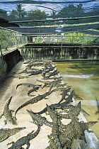 Saltwater Crocodile (Crocodylus porosus) farm, Darwin, Northern Territory, Australia