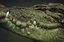 Saltwater Crocodile (Crocodylus porosus) portrait underwater, Northern Territory, Australia