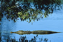Saltwater Crocodile (Crocodylus porosus) in water, Northern Territory, Australia