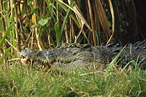 Saltwater Crocodile (Crocodylus porosus) crouching in grass, Northern Territory, Australia