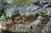 Saltwater Crocodile (Crocodylus porosus) close-up of head, showing interior of mouth, Northern Territory, Australia