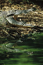 Saltwater Crocodile (Crocodylus porosus) at waters edge with open mouth, Northern Territory, Australia