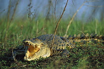 Saltwater Crocodile (Crocodylus porosus) front view with mouth open, Northern Territory, Australia