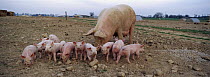 Domestic Pig (Sus scrofa domesticus) sow with young at free range pig breeding facility in France