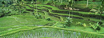 Rice (Oryza sativa) paddy in the Ubud area, Bali, Indonesia