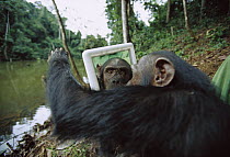 Chimpanzee (Pan troglodytes) female trying to touch behind the mirror, Gabon