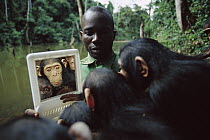 Chimpanzee (Pan troglodytes) group looking at themselves in a mirror held by a keeper, Gabon
