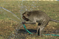 Long-tailed Macaque (Macaca fascicularis) drinking from a hose, Thailand