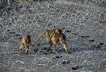 Long-tailed Macaque (Macaca fascicularis) mother with two young walking among barbed wire, Thailand